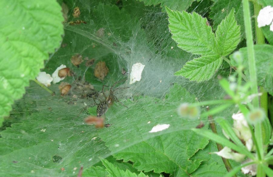 Agelena cf. labyrinthica